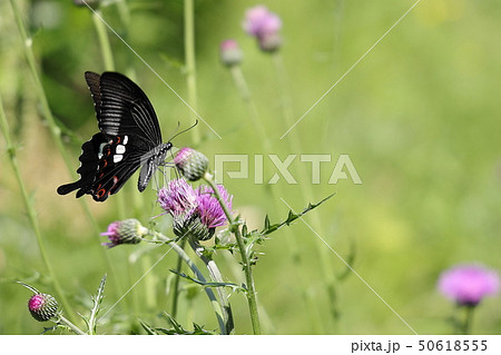 アザミの蜜を吸う蝶 50618555
