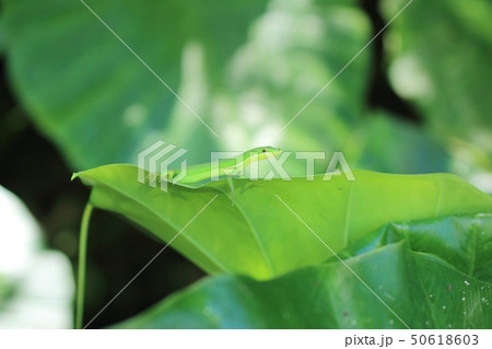 アオカナヘビ 50618603