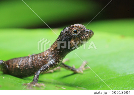 サキシマキノボリトカゲ幼体 50618604