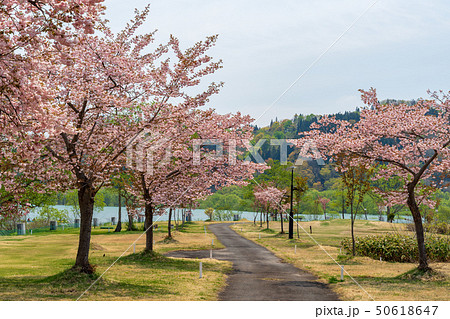 白川ダム湖岸公園の風景八重桜 山形飯豊 白川ダム湖岸公園の風景八重桜 山形飯豊 50618647