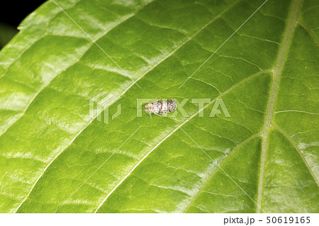ブチヒシウンカ 50619165