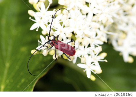 ベニカミキリ ベニカミキリ 50619166