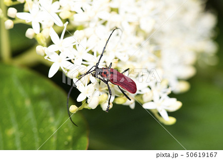 ベニカミキリ 50619167