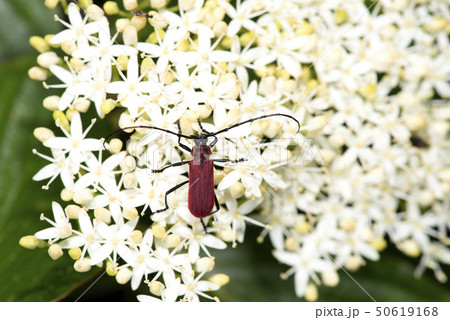 ベニカミキリ ベニカミキリ 50619168