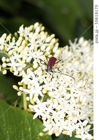ベニカミキリ ベニカミキリ 50619170