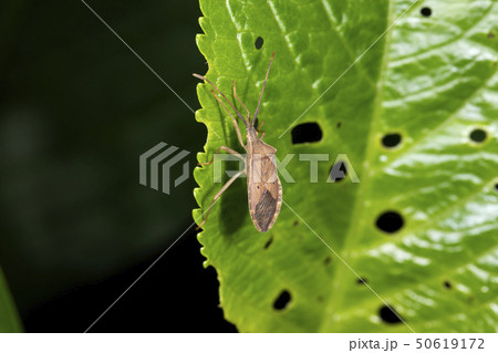 ホシハラビロヘリカメムシ 50619172