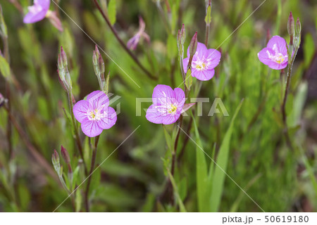 ユウゲショウ ユウゲショウ 50619180