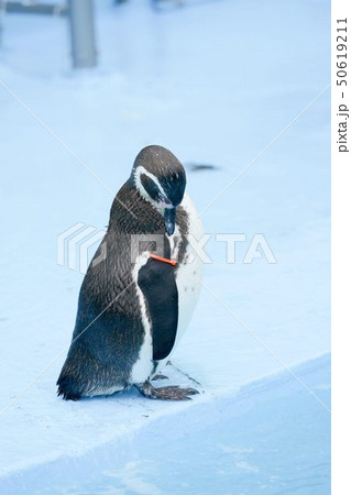 プール際に立つ一羽のフンボルトペンギン プール際に立つ一羽のフンボルトペンギン 50619211