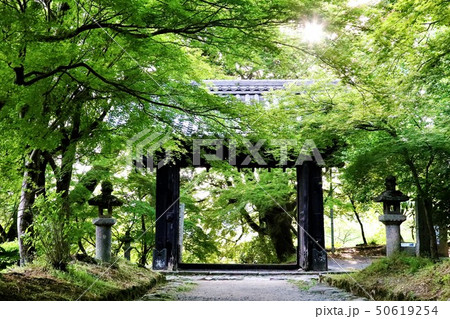 木漏れ日差す新緑の黒門 木漏れ日差す新緑の黒門 50619254