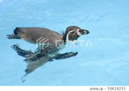 軽やかに泳ぐ一羽のフンボルトペンギン 50619255