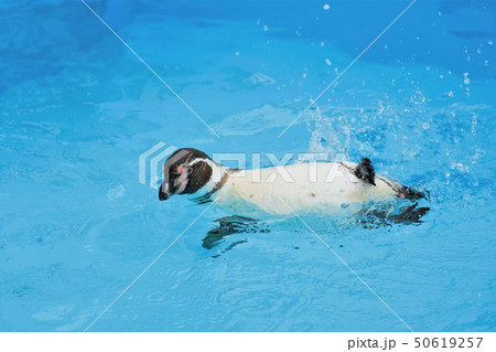 軽やかに泳ぐ一羽のフンボルトペンギン 50619257
