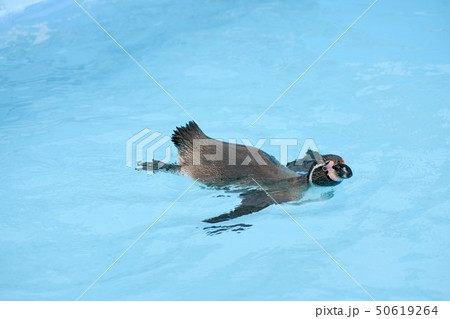 軽やかに泳ぐ一羽のフンボルトペンギン 50619264