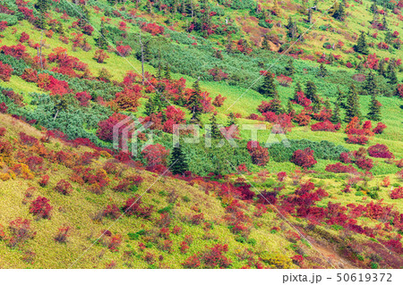 紅葉の志賀高原 50619372