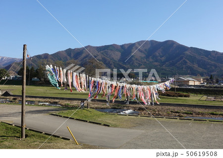 百々川の鯉のぼり 百々川の鯉のぼり 50619508