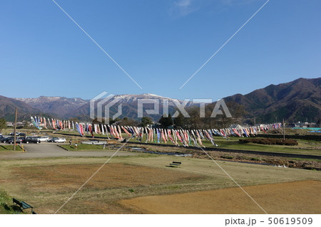 百々川の鯉のぼり 百々川の鯉のぼり 50619509