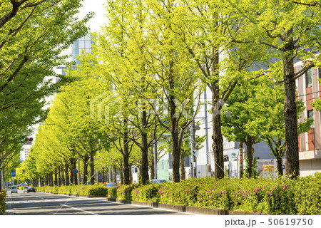 我が街シリーズ、新緑の銀杏並木・愛宕上杉通り 50619750