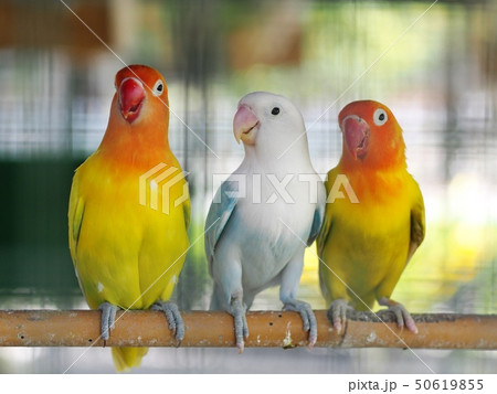 colourful pastel tone color cute little lovebirds colourful pastel tone color cute little lovebirds 50619855