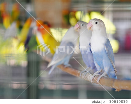 colourful pastel tone color cute little lovebirds colourful pastel tone color cute little lovebirds 50619856