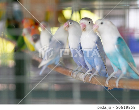 colourful pastel tone color cute little lovebirds colourful pastel tone color cute little lovebirds 50619858