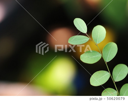 Green young leaves tropical plant garden outdoor 50620079