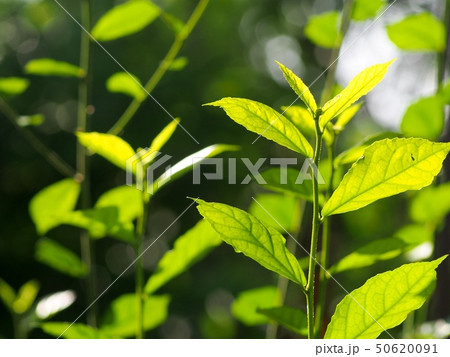 Green young leaves tropical plant garden outdoor Green young leaves tropical plant garden outdoor 50620091