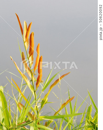 green yellow leaves of wild tropical plant 50620092