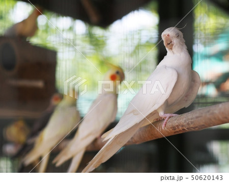 pastel color lovebirds little cute young parrots pastel color lovebirds little cute young parrots 50620143