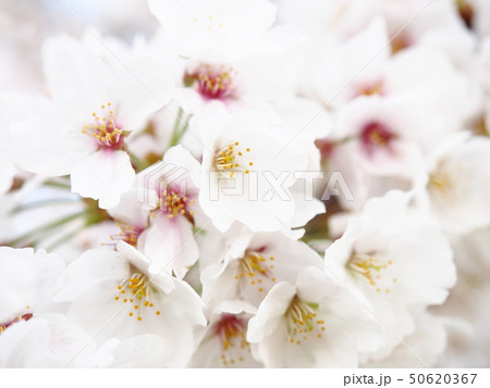 Cherry Blossoms in Tokyo Park 50620367