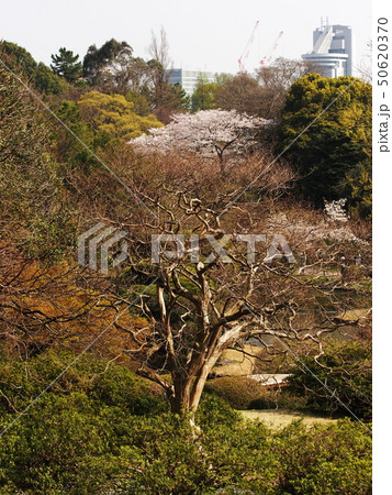 Cherry Blossoms in Tokyo Park 50620370