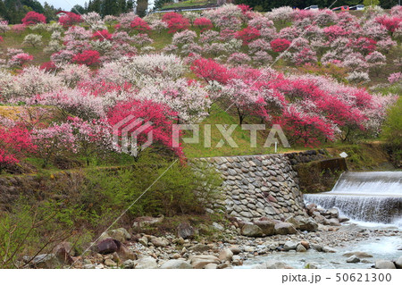 月川温泉　花桃の里 50621300