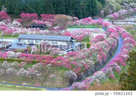 月川温泉　花桃の里 50621302
