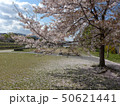 鴨川のサクラの木８ 50621441