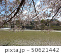 鴨川のサクラの木９ 50621442