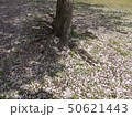 鴨川のサクラの木１０ 50621443