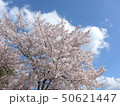 鴨川のサクラの木１４ 50621447