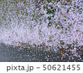さくらに花びら５ 50621455