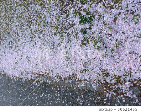 さくらに花びら5 さくらに花びら5 50621455