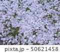 さくらの花びら６ 50621458