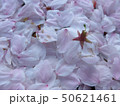さくらの花びら７ 50621461