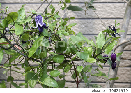 ロウグチの花 50621959