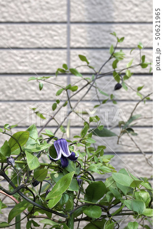 ロウグチの花 ロウグチの花 50621965