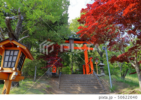 新倉富士浅間神社 新倉富士浅間神社 50622040