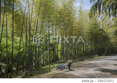 鎌倉半僧坊の虫塚(鎌倉市山ノ内) 鎌倉半僧坊の虫塚(鎌倉市山ノ内) 50622051