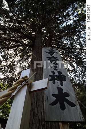 新倉富士浅間神社子育て神木 新倉富士浅間神社子育て神木 50622097