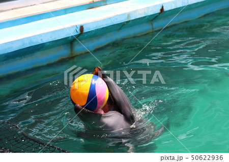 三重県伊勢市二見町にある伊勢夫婦岩ふれあい水族館のイルカプールでボールをくわえて遊ぶイルカさん 50622936
