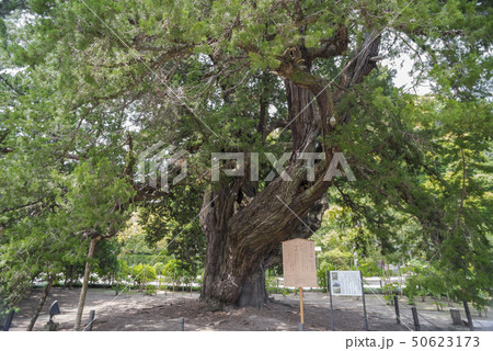 建長寺の柏槇(鎌倉市山ノ内) 建長寺の柏槇(鎌倉市山ノ内) 50623173