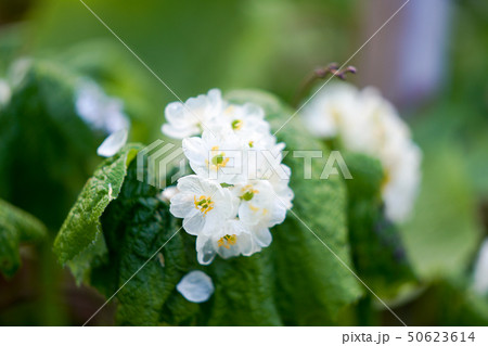 サンカヨウ 50623614