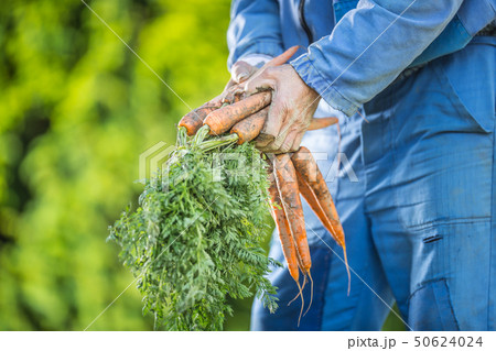 A farmer holds in his hands freshly ripened 50624024