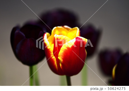 チュウリップの花 チュウリップの花 50624275