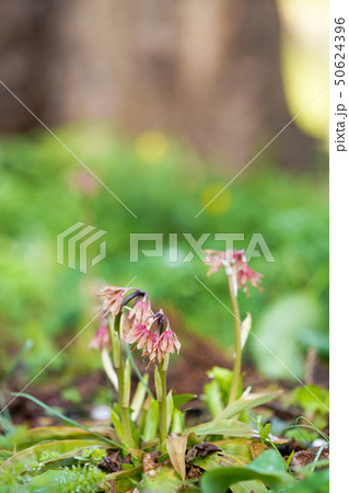 ショウジョウバカマ 50624396